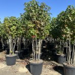 Ambrovník styraxový (Liquidambar styraciflua) - výška 180-200 cm, kont. C45L - VIACKMENNÝ S DRÔTOM 